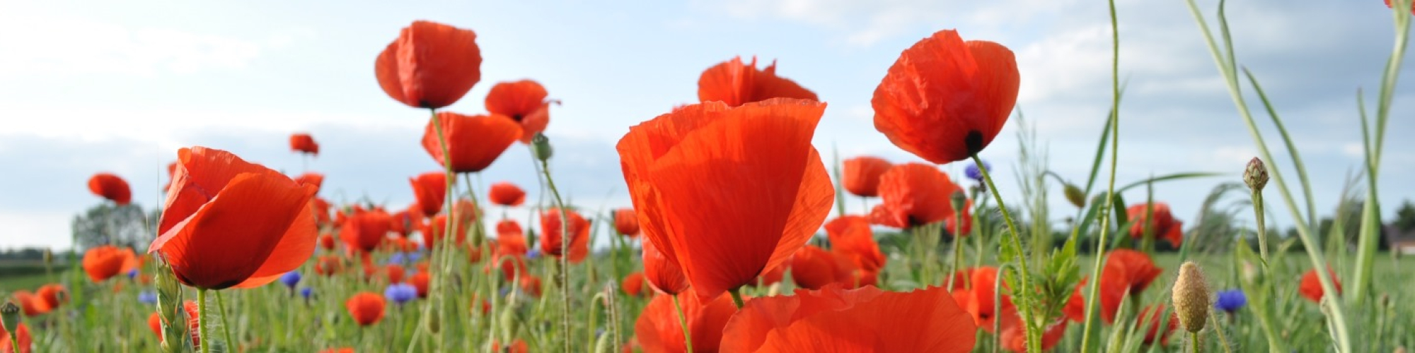 Landkreis Potsdam-Mittelmark